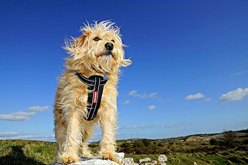 �礭�ʶ����ƤǼ󡦥Υɤ���ô����¤���ϡ��ͥ�