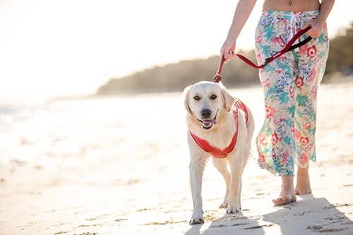 �����ƥ��֤ʥ������ˤ��������¿��ǽ�꡼��