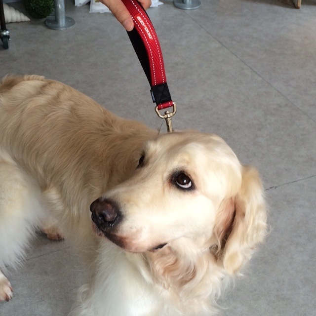 �����åȥ������Ǻब��ˤ䤵������û�����꡼�ɡ�