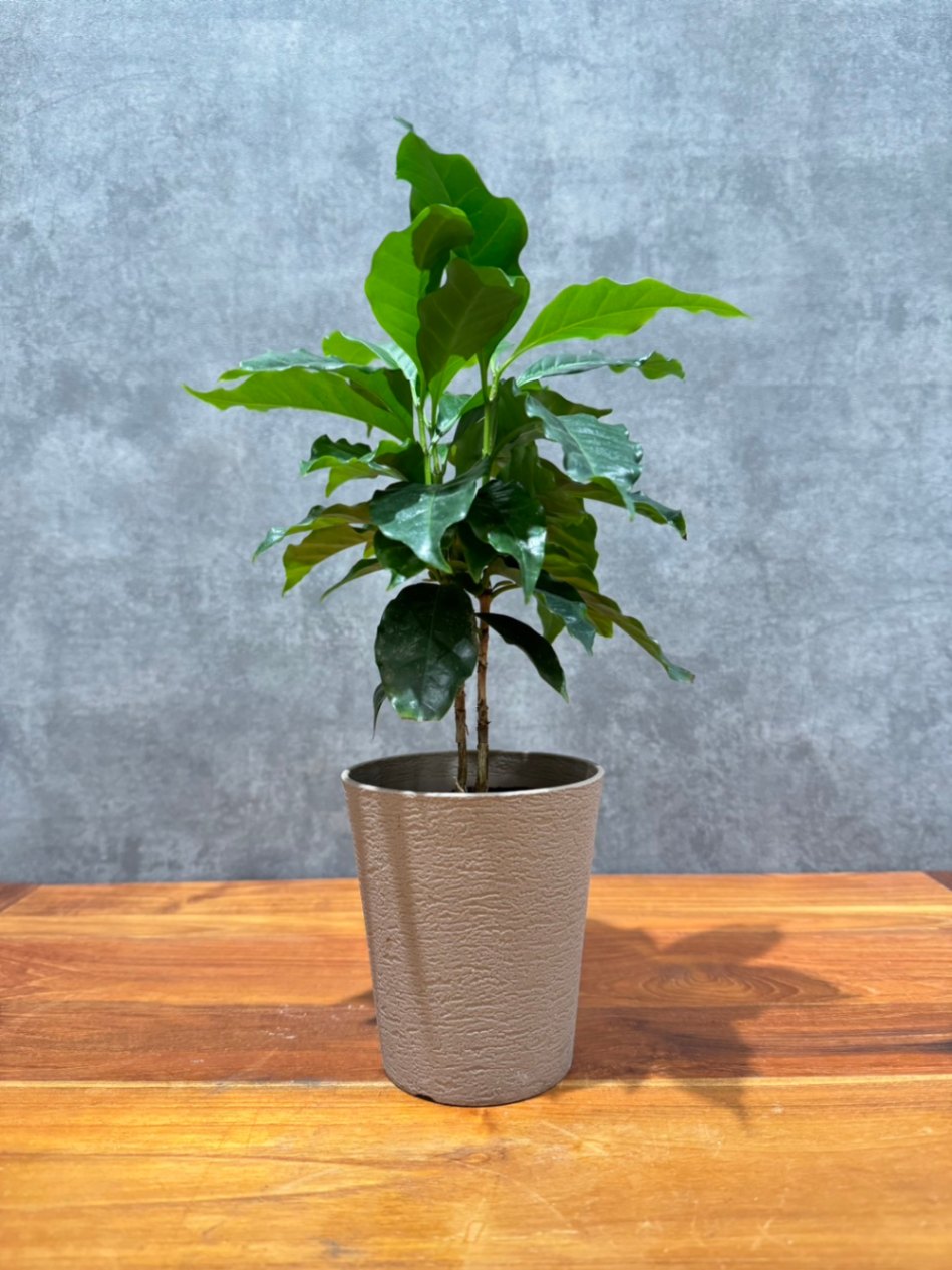 父の日ギフト　コーヒーの木