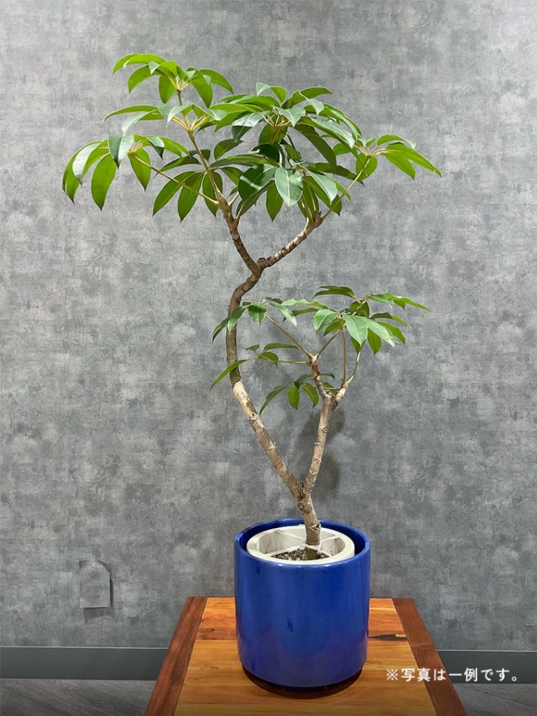 おまかせ観葉植物ギフト　1万円コース