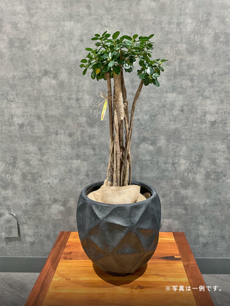 おまかせ観葉植物ギフト　3万円コース