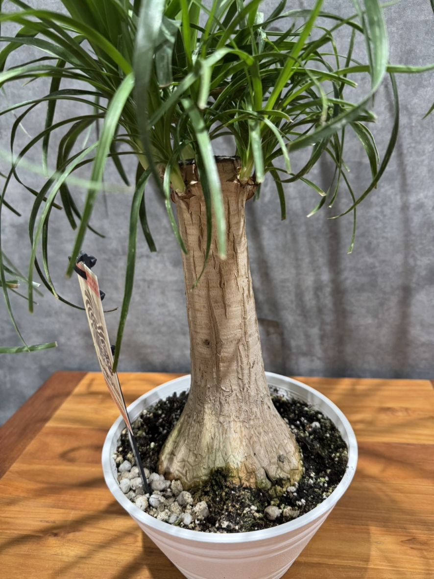 トックリラン・ポニーテール | 観葉植物 | 観葉植物通販