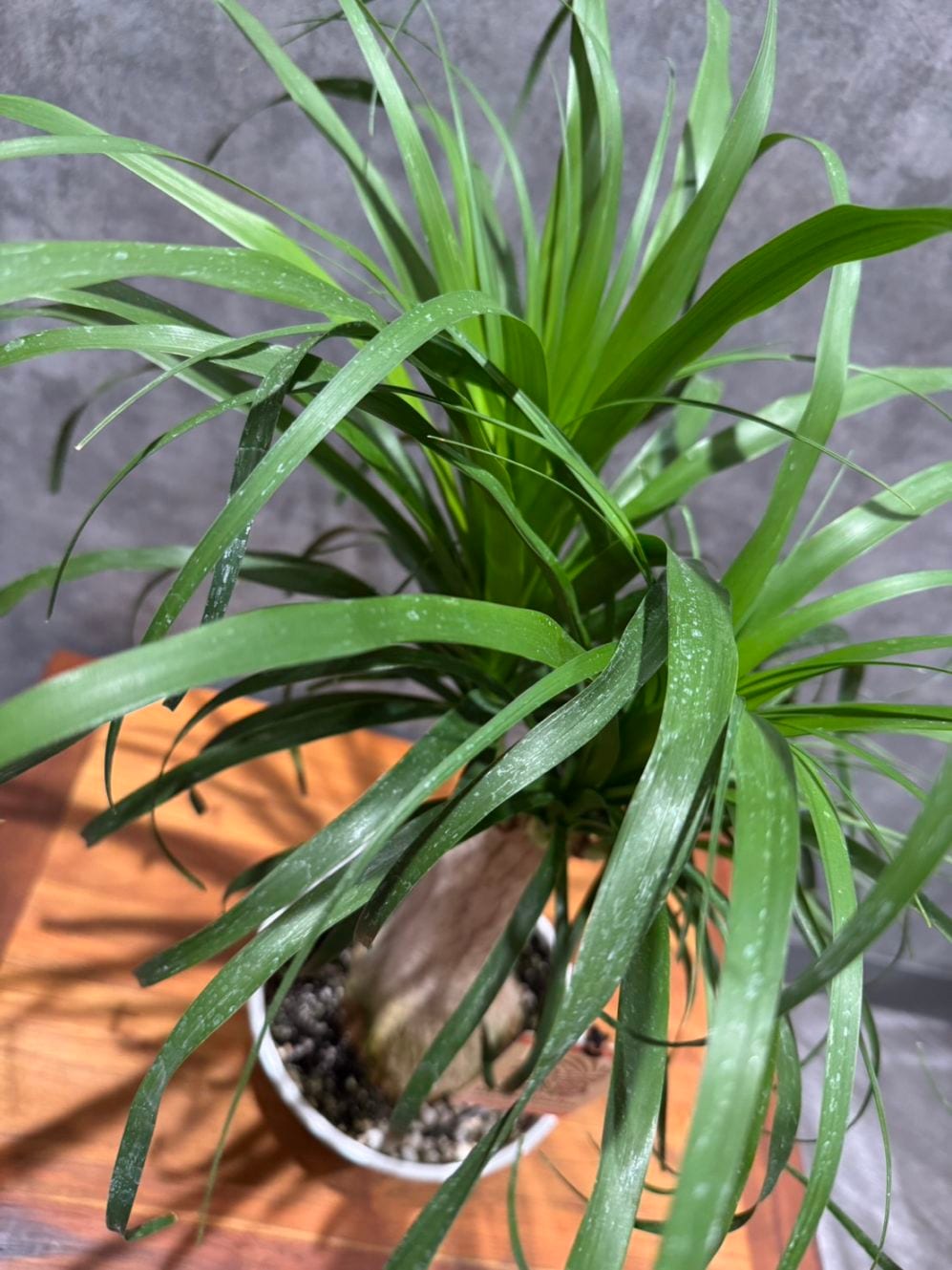 トックリラン・ポニーテール | 観葉植物 | 観葉植物通販