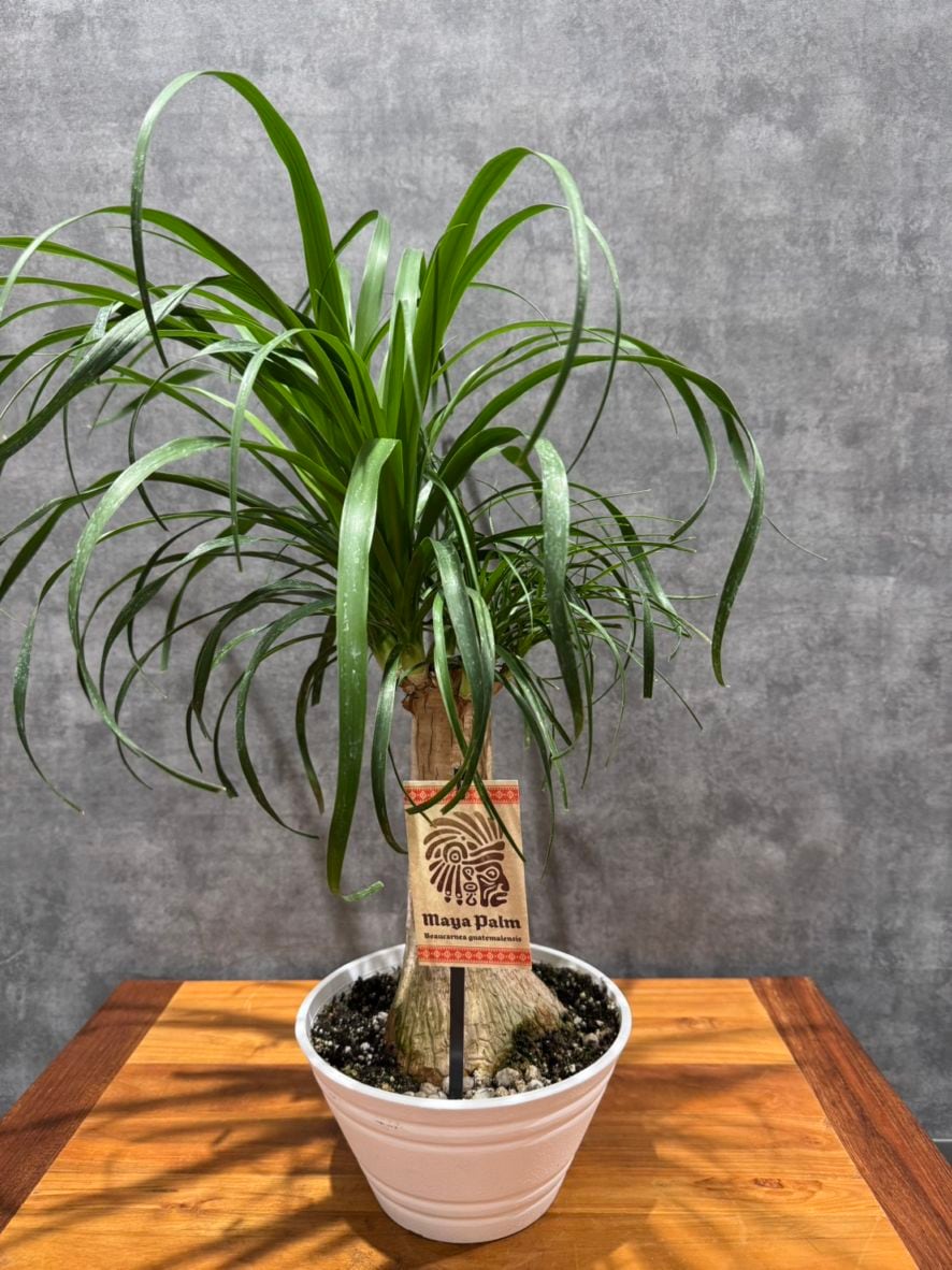 トックリラン・ポニーテール