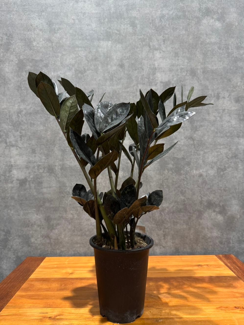 ザミオクルカス・ザミフォーリアレイヴン  4号