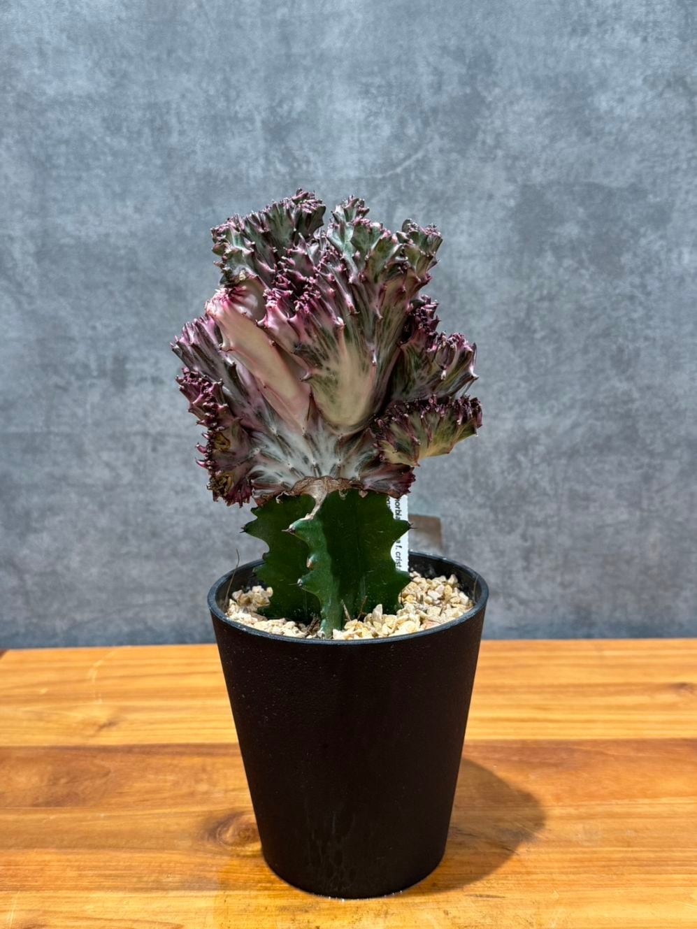 ユーフォルビア・マハラジャ　4号