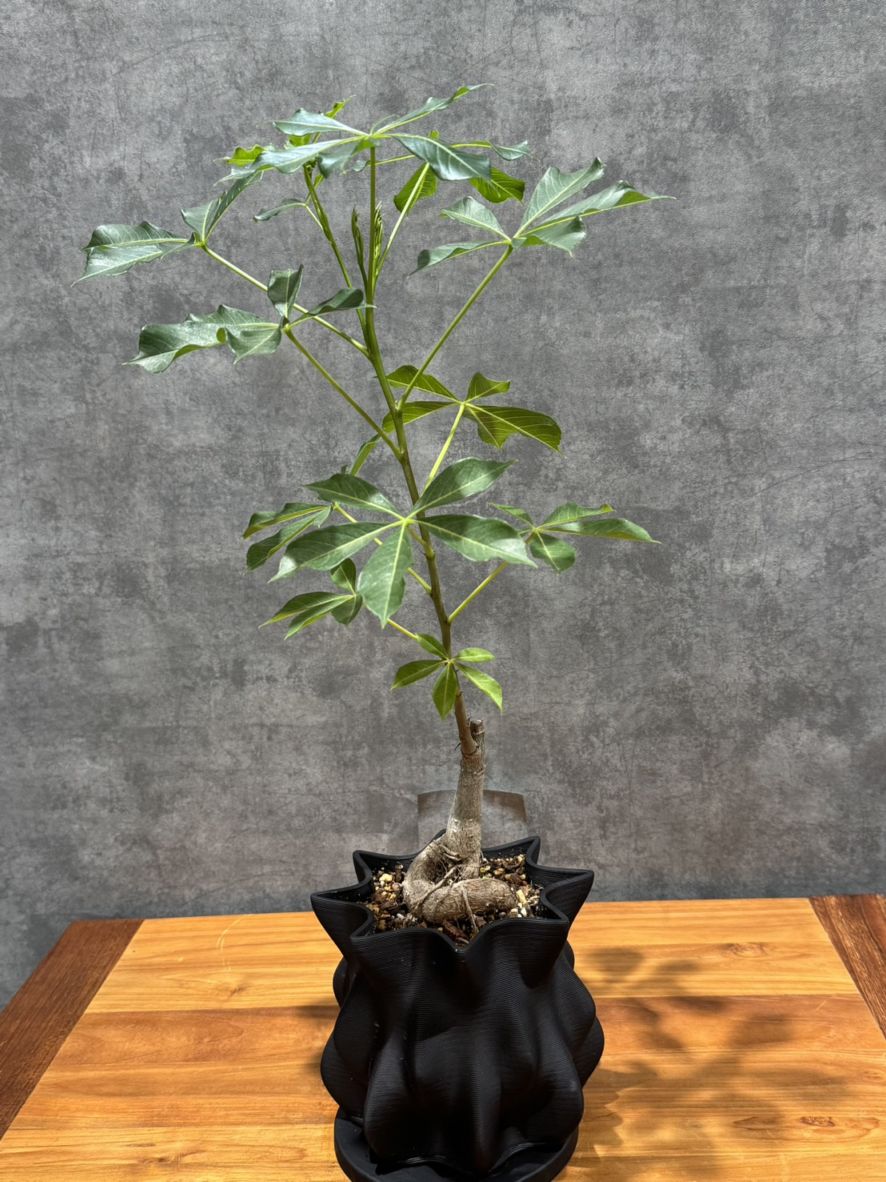 バオバブ鉢植えセット　4号