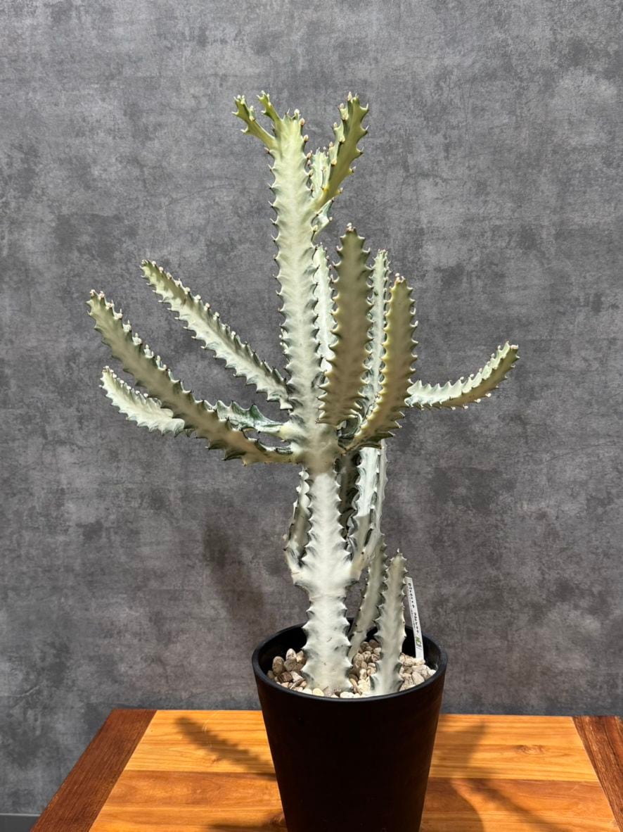 ユーフォルビア・ゴースト　7号