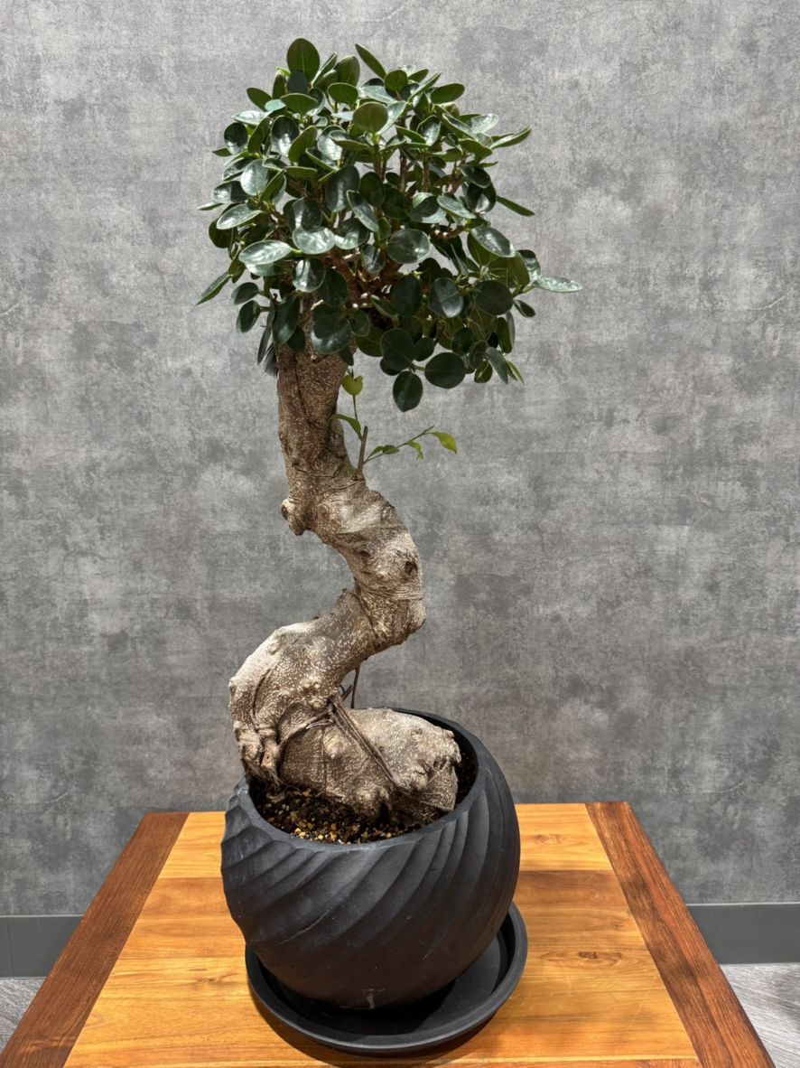 パンダガジュマル鉢植えセット　8号サイズ