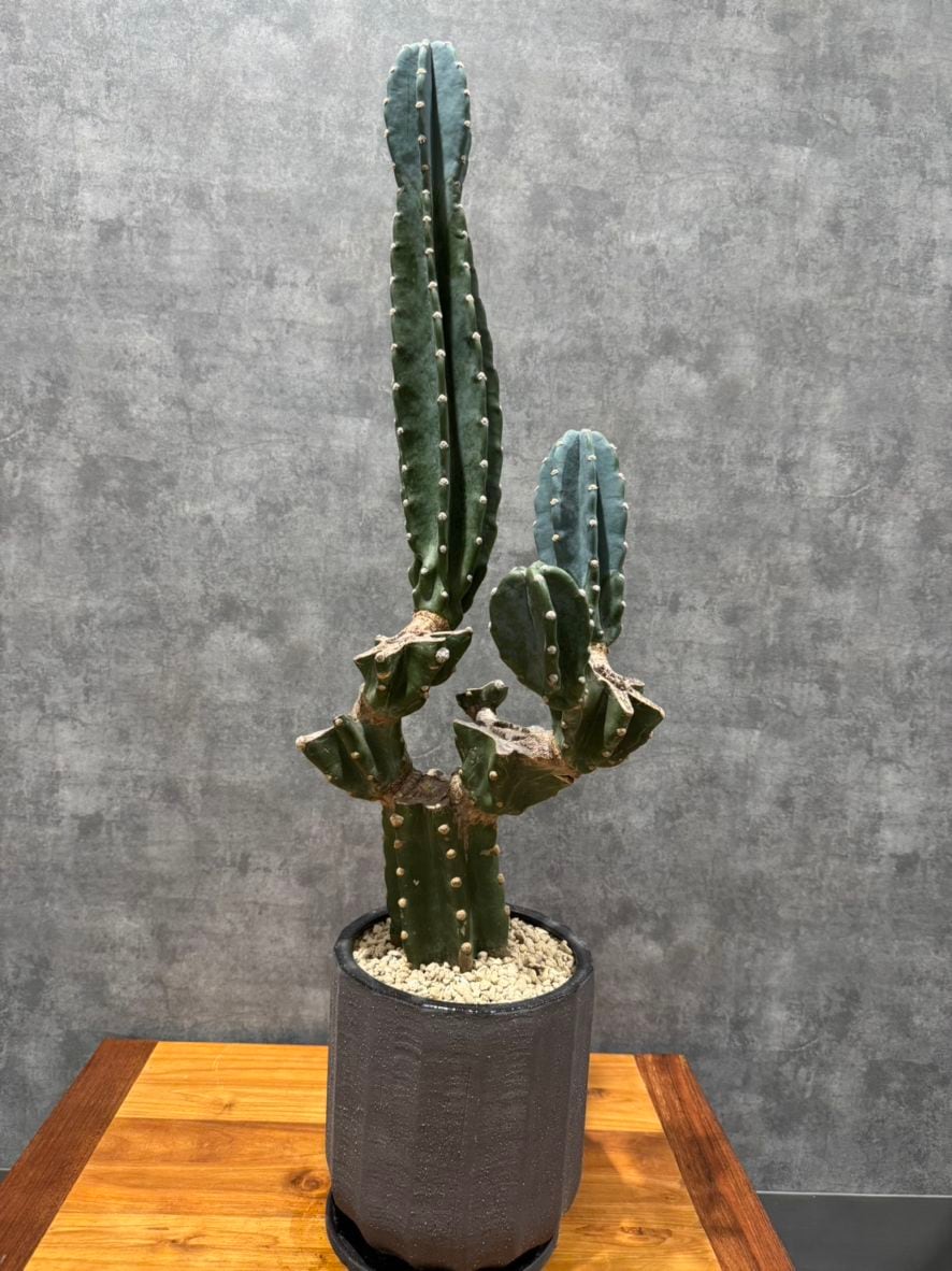 ハシラサボテン鉢植えセット 8号