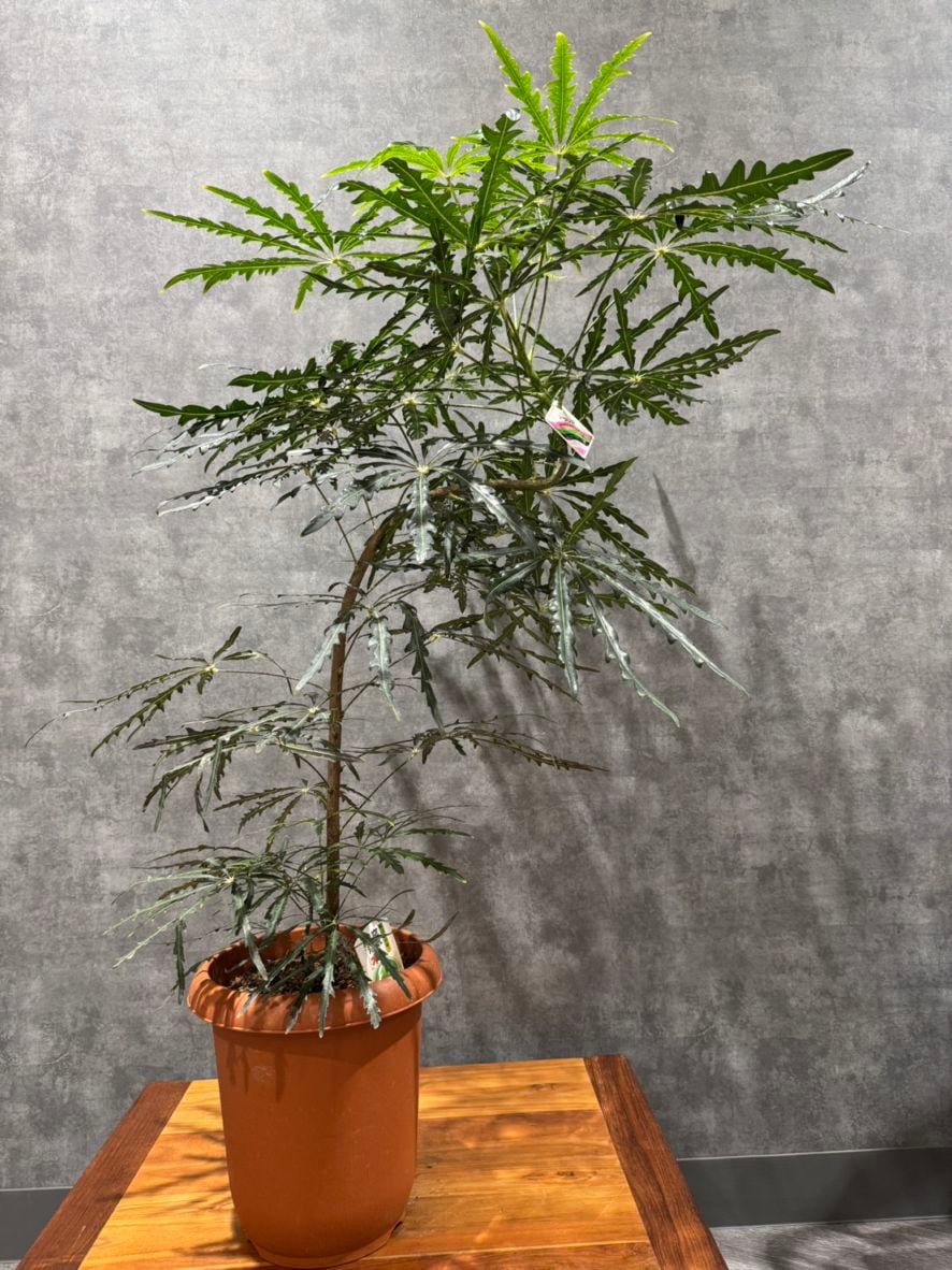 グリーンアラレア　8号