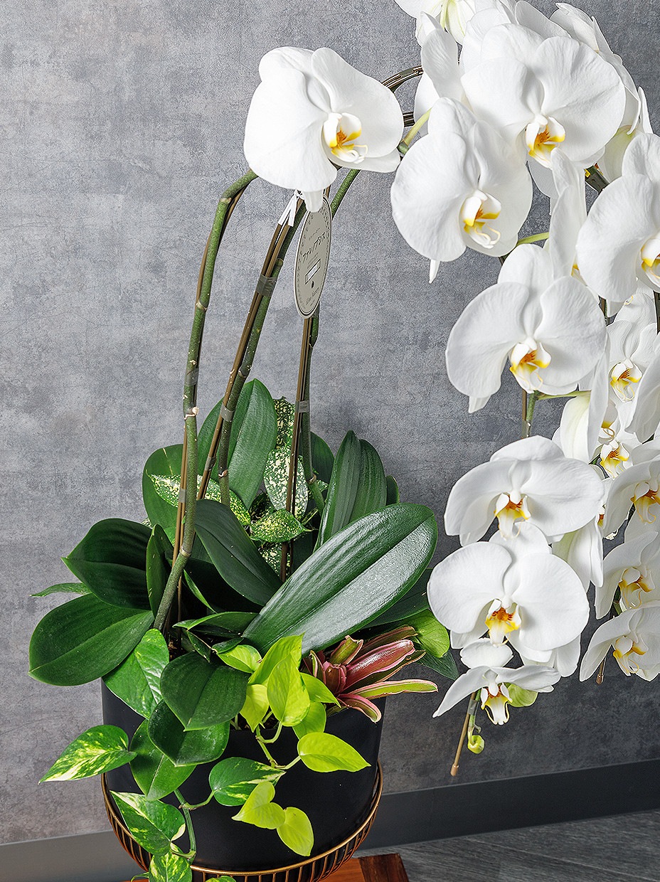 胡蝶蘭造花（yura） 胡蝶蘭 寄せ植え | 胡蝶蘭 | 観葉植物通販 GreenTerrace109（グリーン