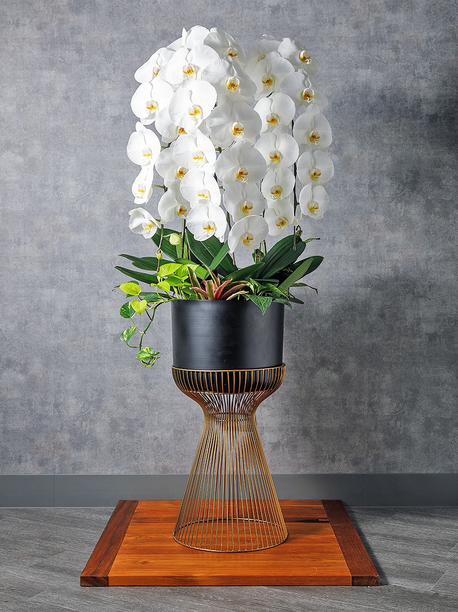 胡蝶蘭 寄せ植え | 胡蝶蘭 | 観葉植物通販 GreenTerrace109（グリーン