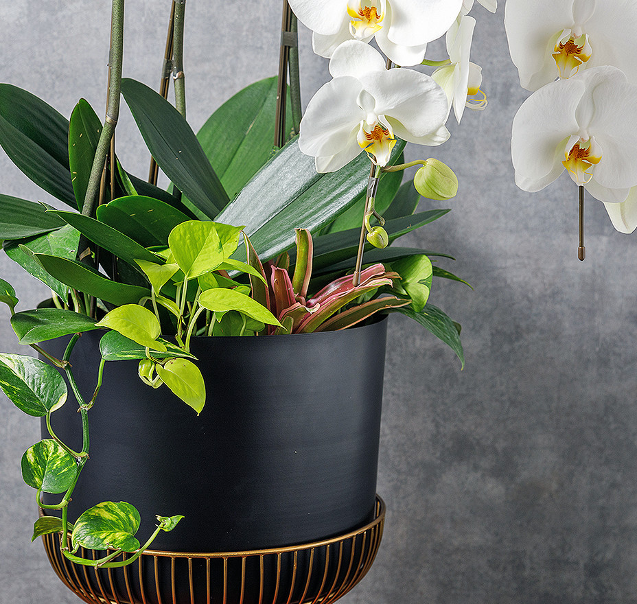 胡蝶蘭　寄せ植え