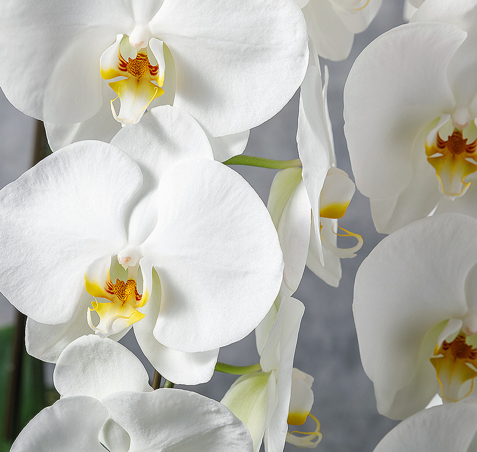 胡蝶蘭 寄せ植え | 胡蝶蘭 | 観葉植物通販 GreenTerrace109（グリーン