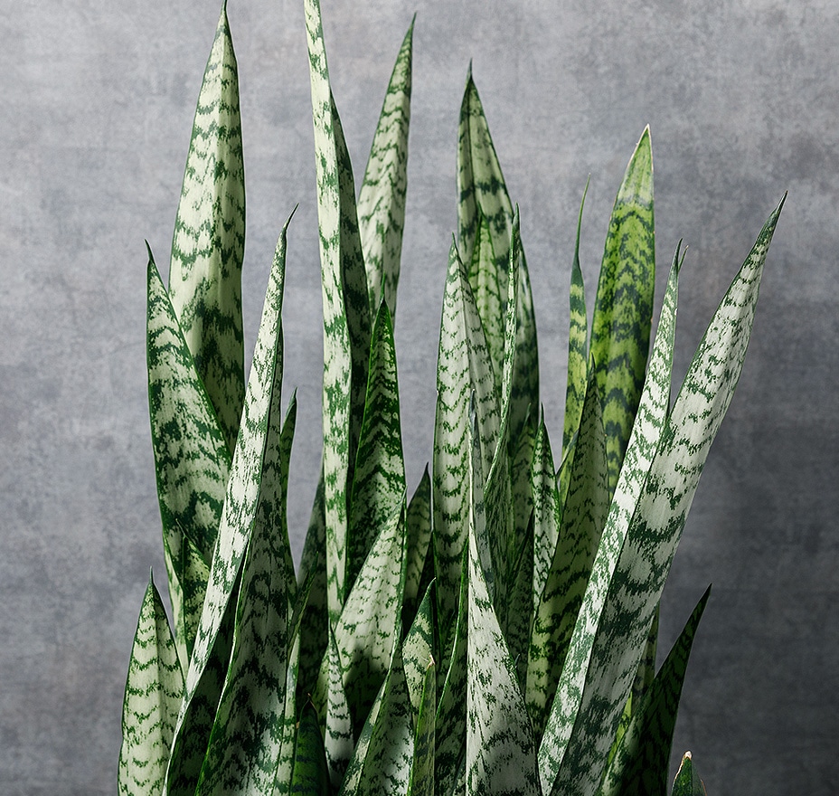 サンセベリア・ゼラニカ