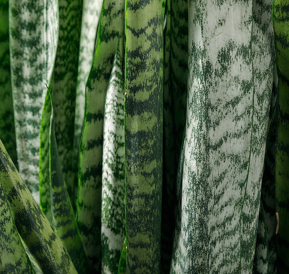 サンセベリア・ゼラニカ