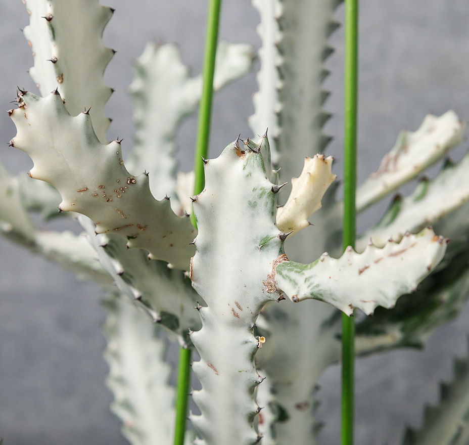 ユーフォルビア・ゴースト