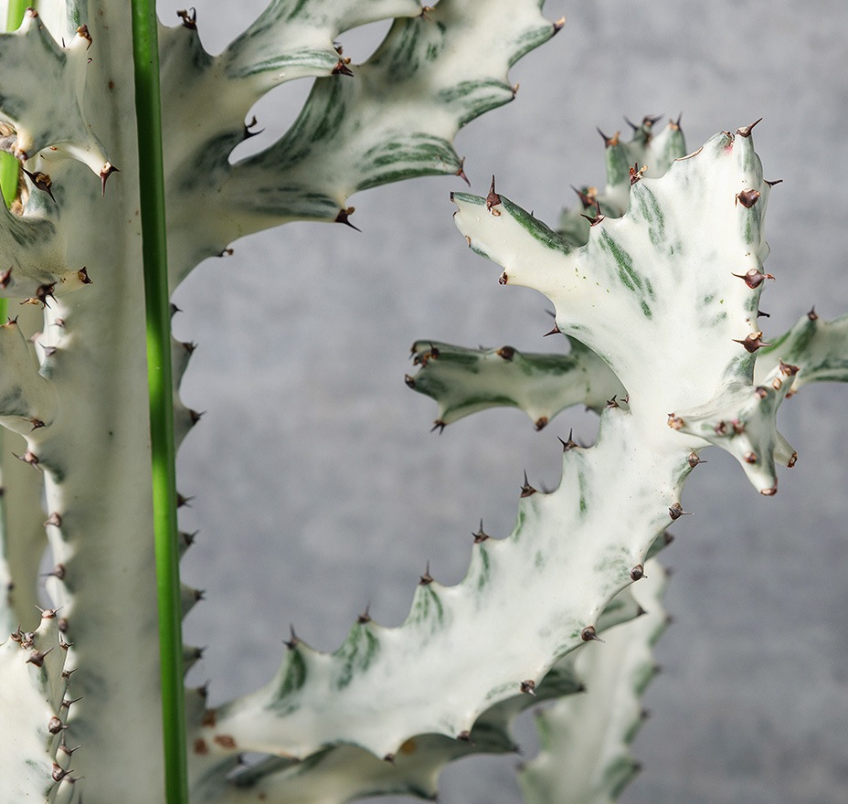 ユーフォルビア・ゴースト