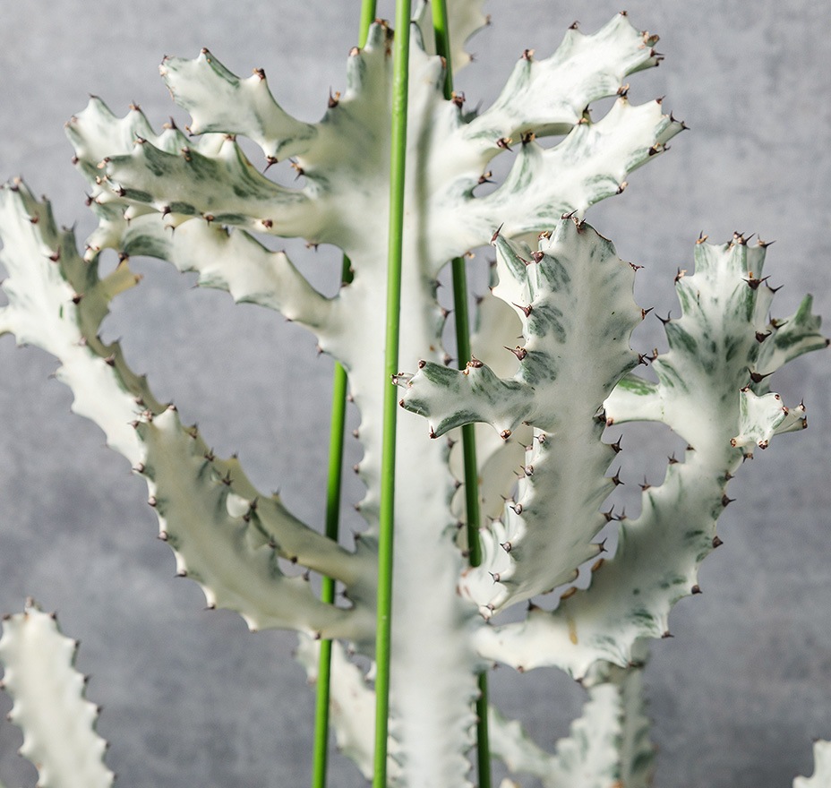 ユーフォルビア・ゴースト