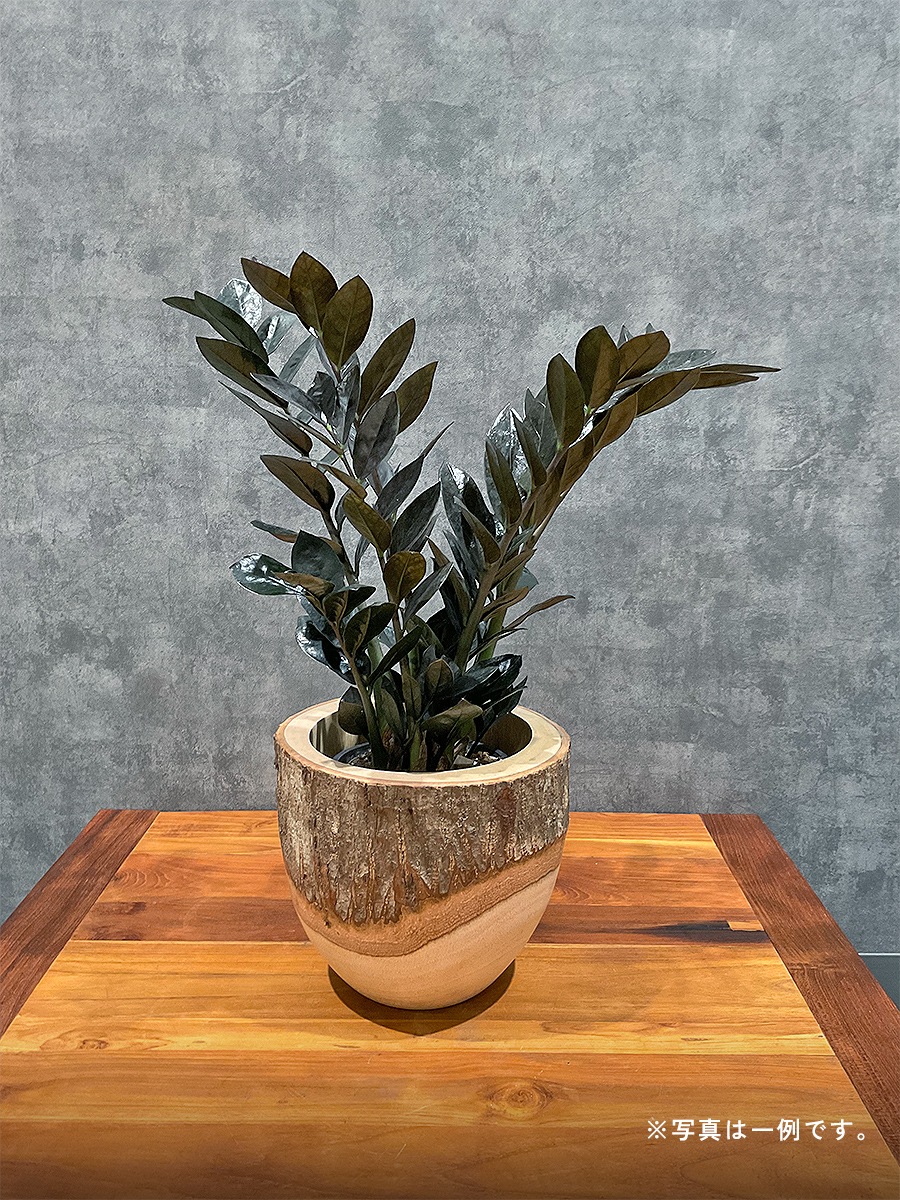 おまかせ観葉植物ギフト　1万円コース