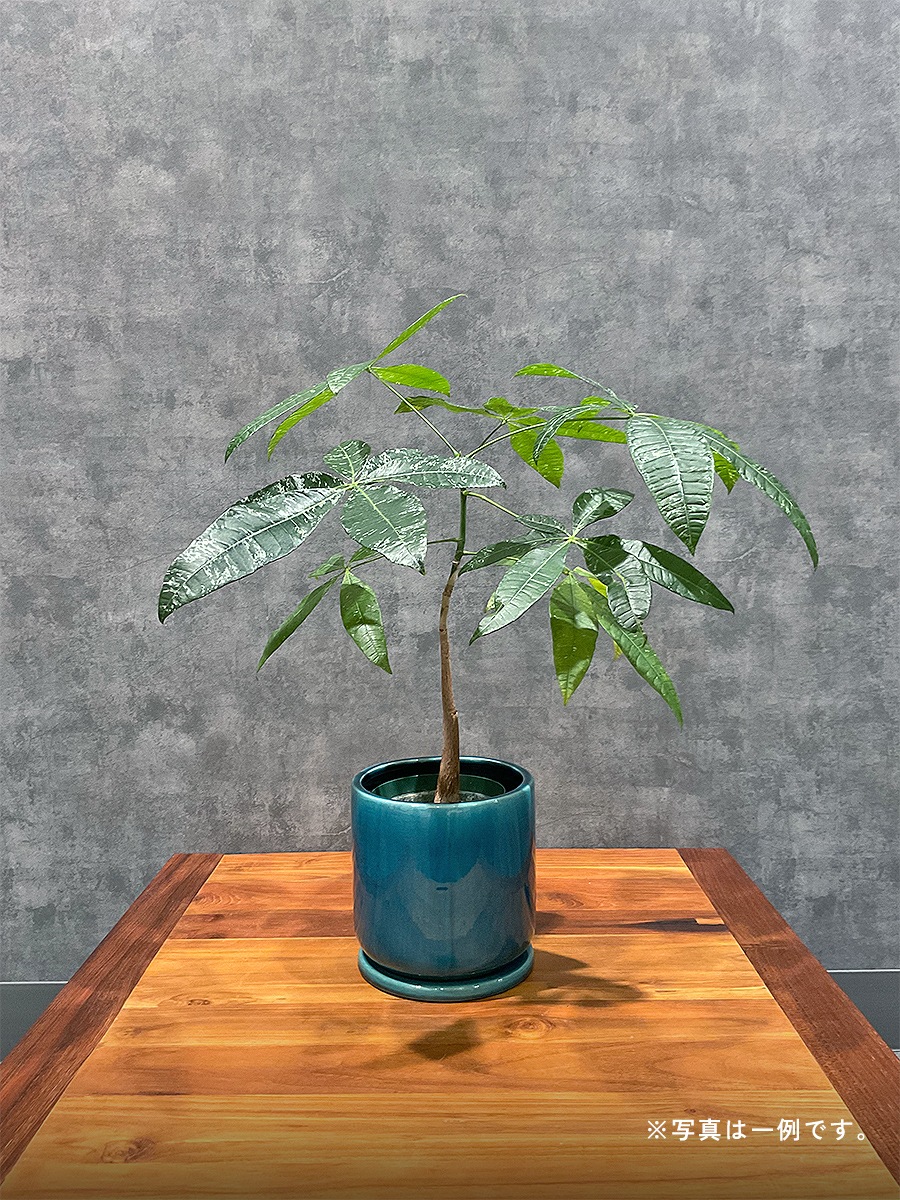 おまかせ観葉植物ギフト　1万円コース