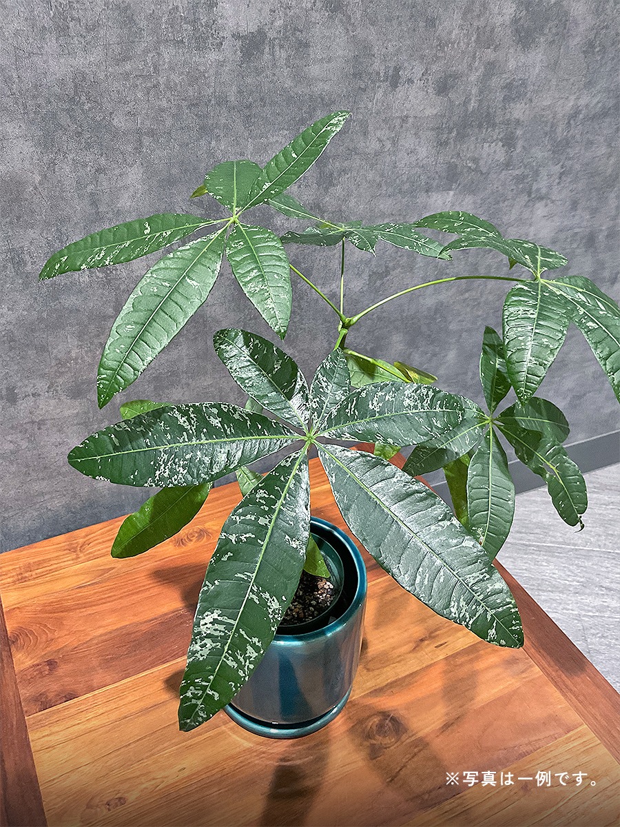 おまかせ観葉植物ギフト　1万円コース
