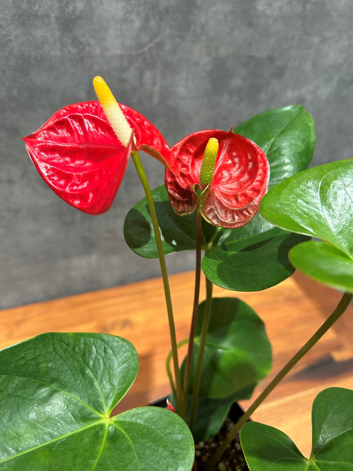 アンスリウム・アンドレアナム