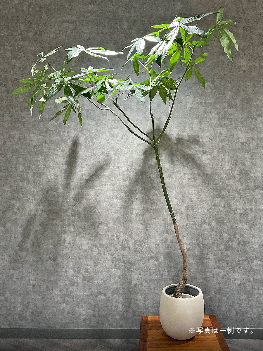 おまかせ観葉植物ギフト 3万円コース