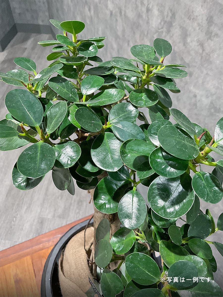 おまかせ観葉植物ギフト 3万円コース