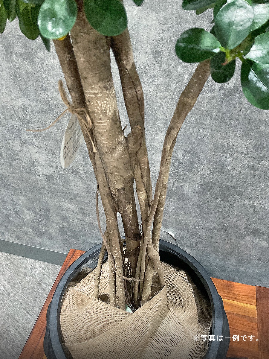 おまかせ観葉植物ギフト 3万円コース