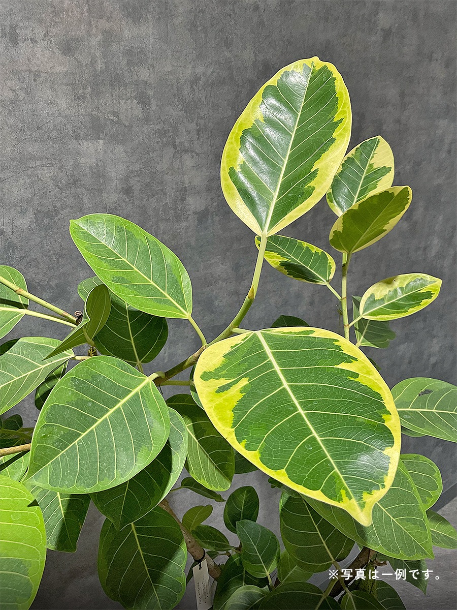 おまかせ観葉植物ギフト　2万円コース