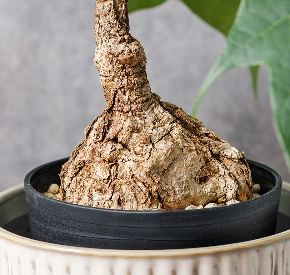 フィルミアナ・コロラータ | 観葉植物 | 観葉植物通販 GreenTerrace109