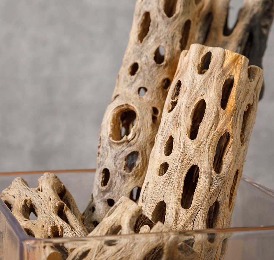 サボテンの骨Sセット（Sサイズ3個セット）　