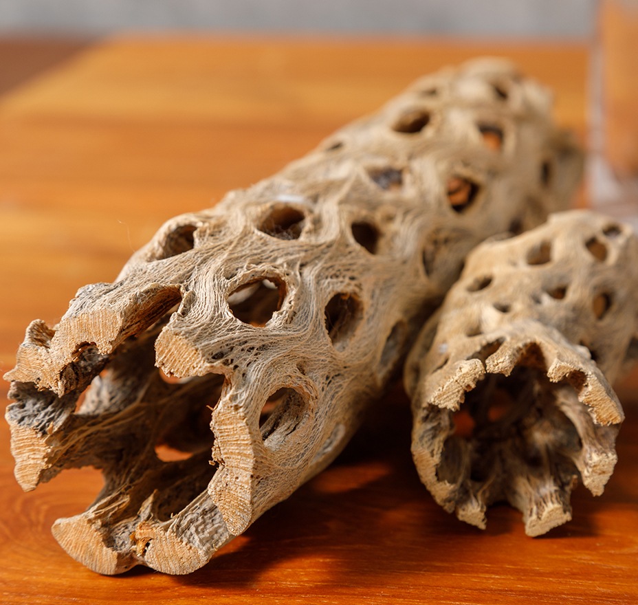 サボテンの骨Sセット（Sサイズ3個セット）　