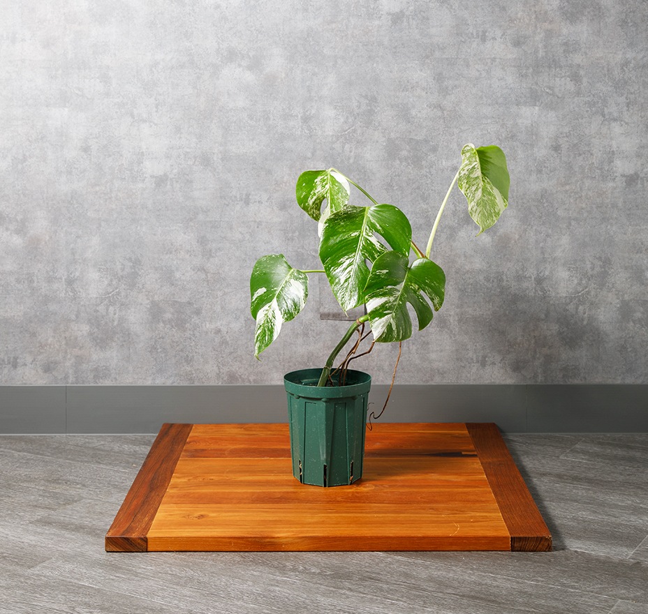 モンステラ（斑入り）