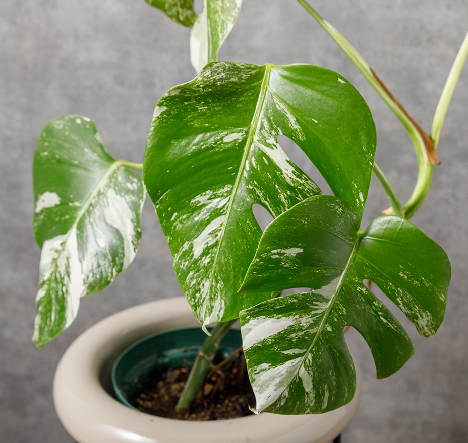 モンステラ（斑入り）