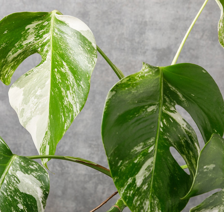 モンステラ（斑入り）