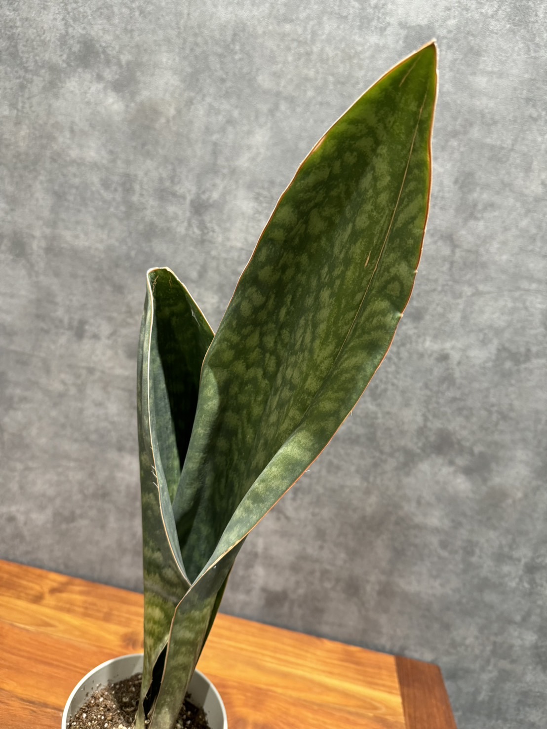 サンセベリア・マッソニアナ | 観葉植物 | 観葉植物通販
