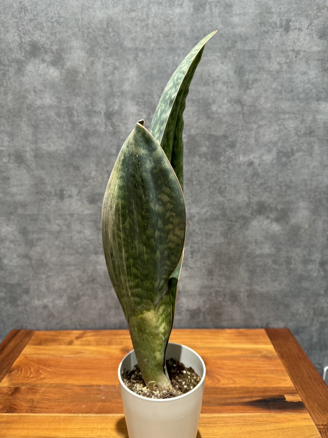 サンセベリア・マッソニアナ | 観葉植物 | 観葉植物通販