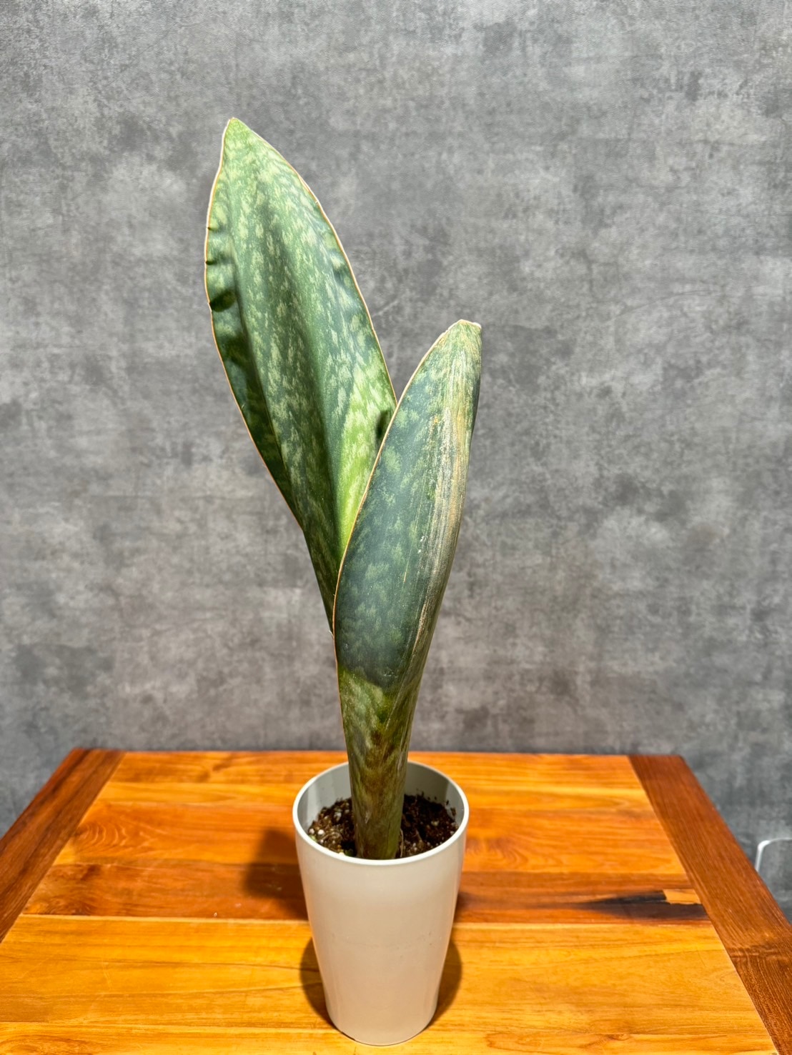 サンセベリア・マッソニアナ | 観葉植物 | 観葉植物通販