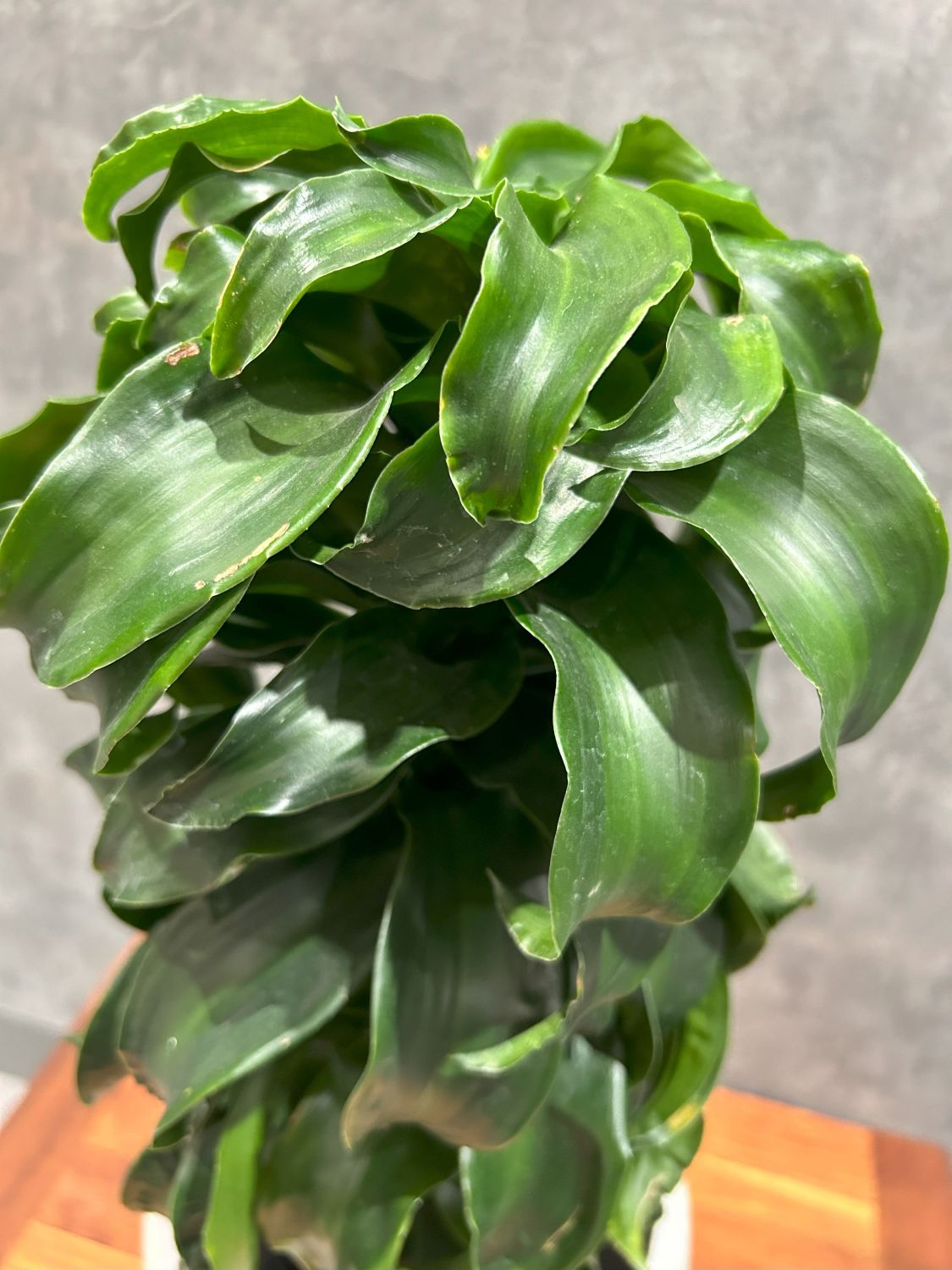 ドラセナ・トルネード | すべての商品 | 観葉植物通販 GreenTerrace109