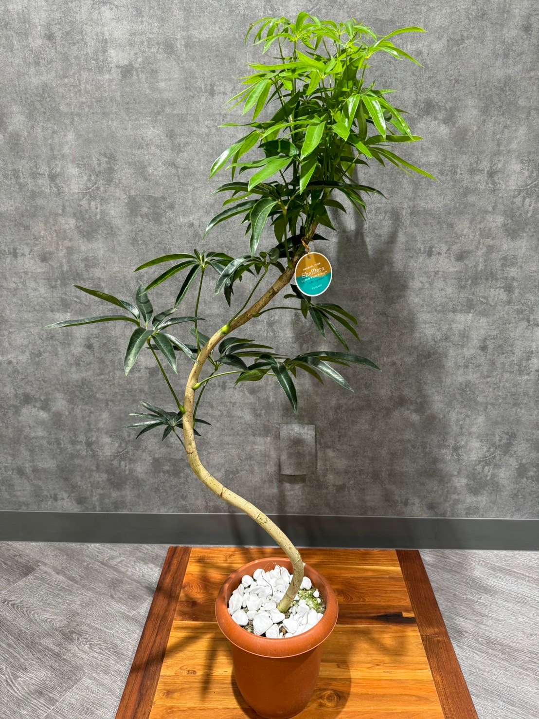 シェフレラ アンガスティフォリア | 観葉植物 | 観葉植物通販