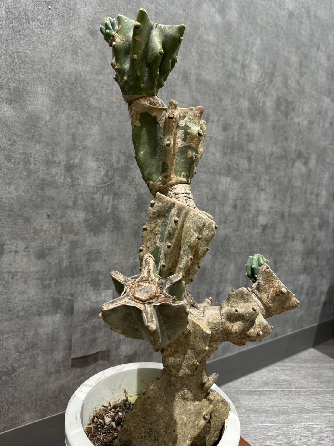 ハシラサボテン