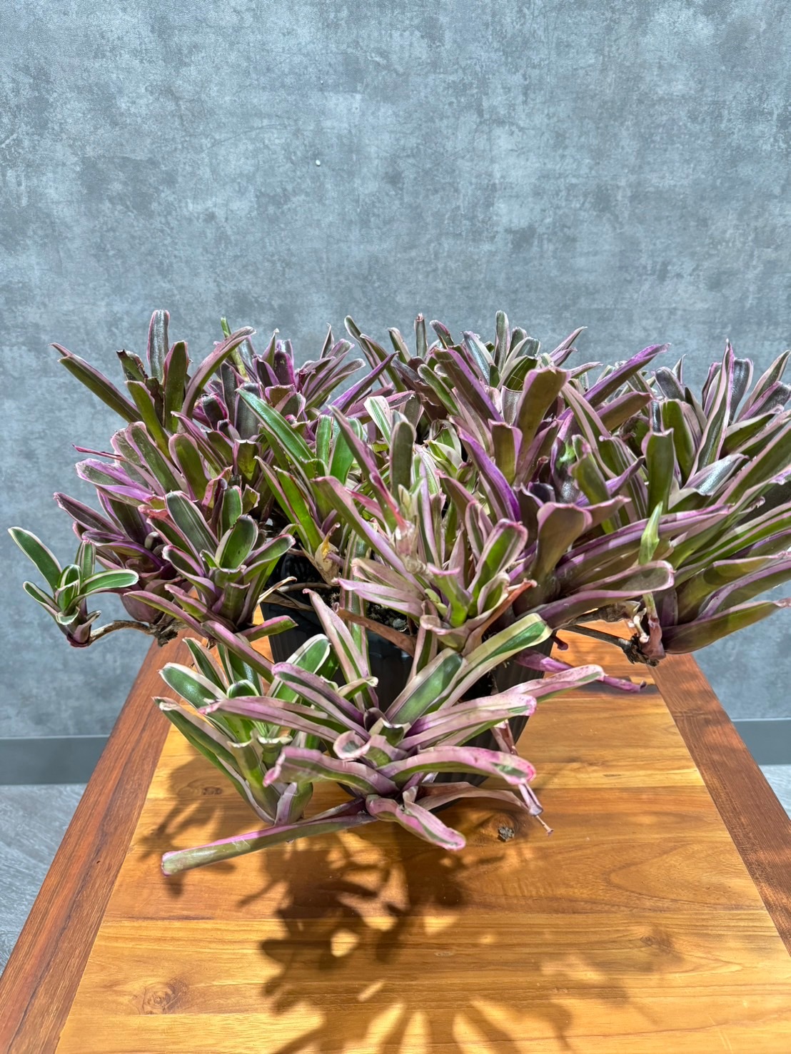 ネオレゲリア・ファイアーボール