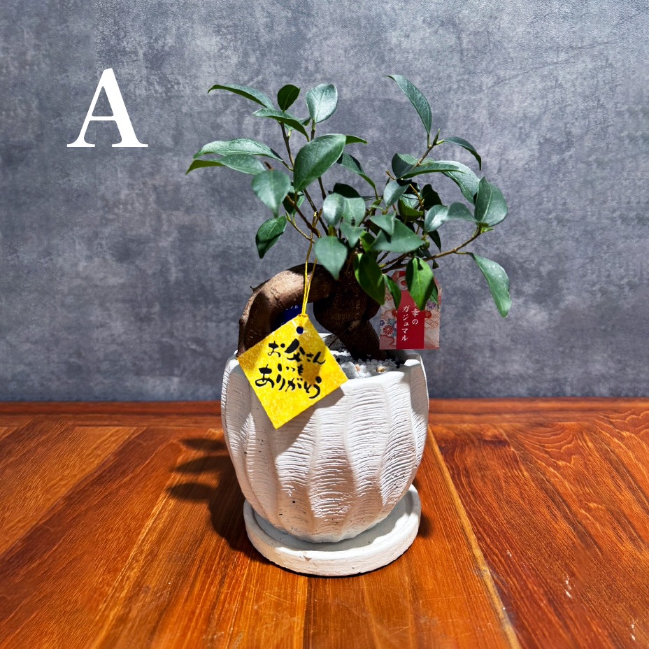 【父の日ギフト】ガジュマル鉢植えセット