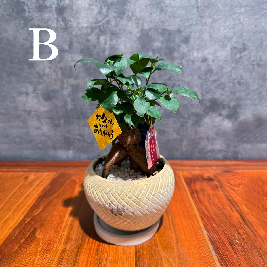【父の日ギフト】ガジュマル鉢植えセット
