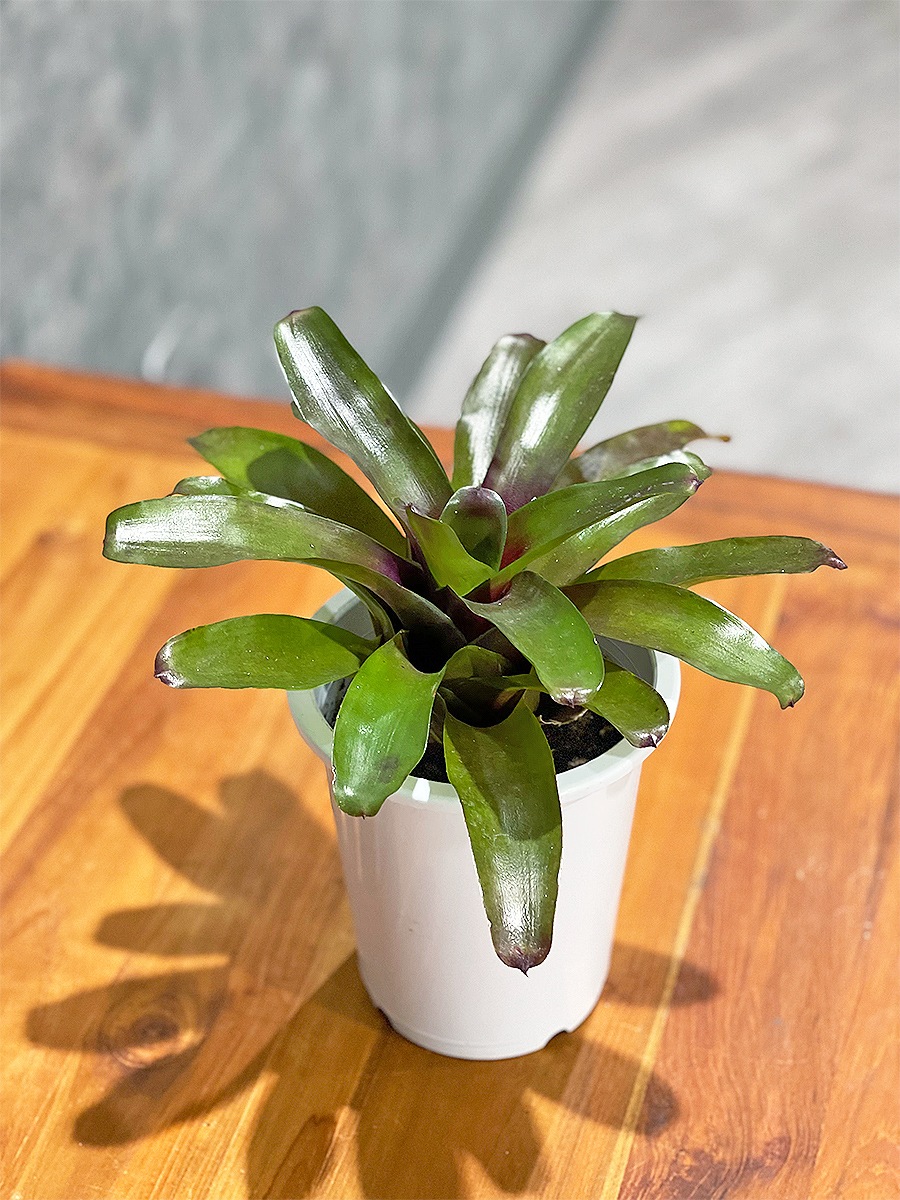 ネオレゲリア　4号