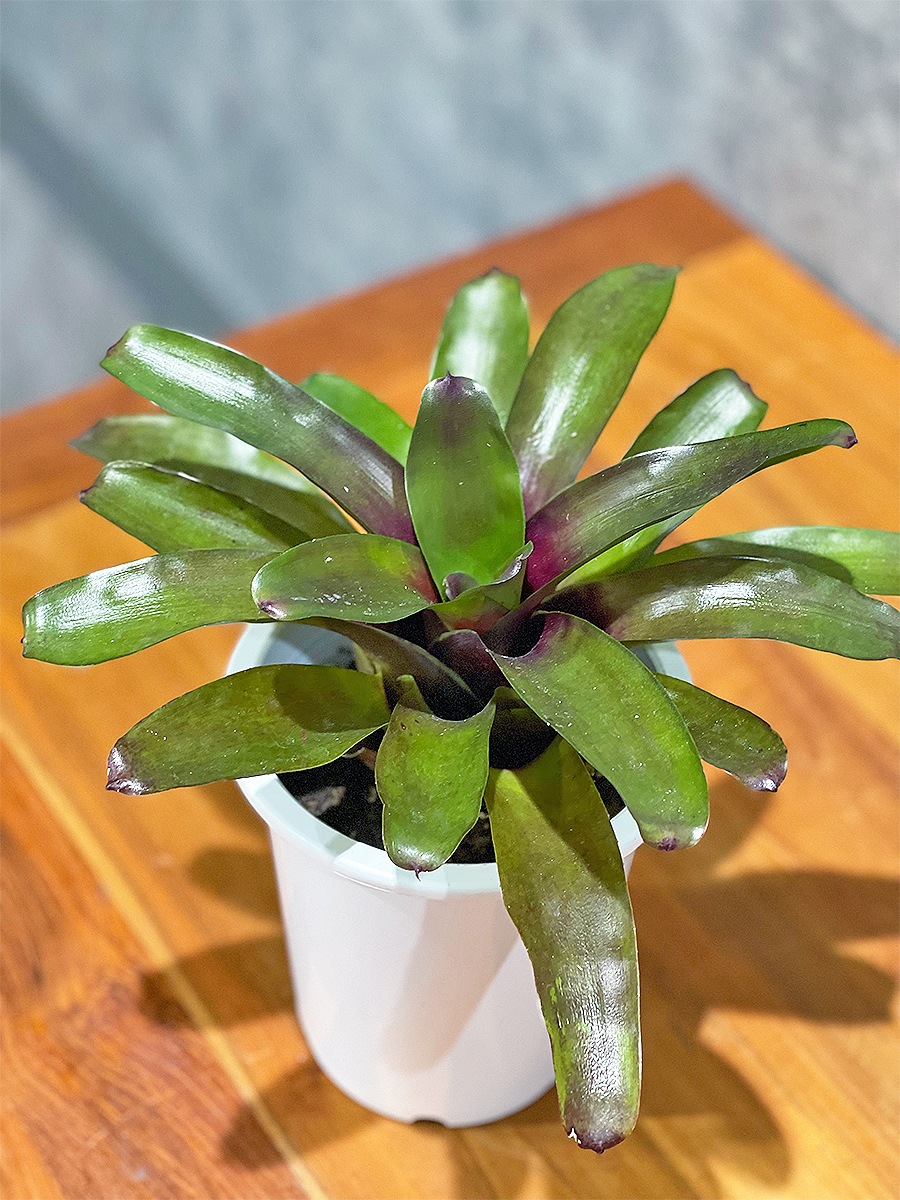 ネオレゲリア　4号